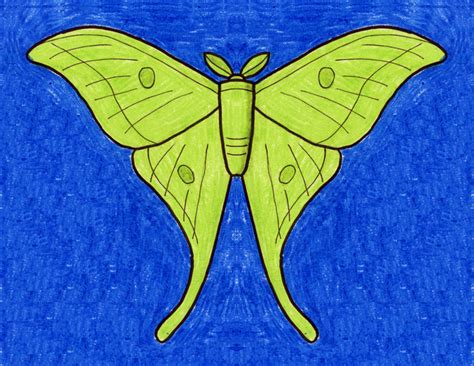 Luna Moth Drawing