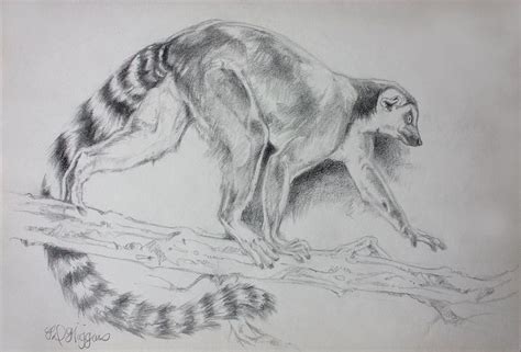 Lemur Sketch is a drawing by Derrick Higgins which was uploaded on January 30th, 2018. The ...