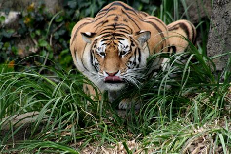 File:Hunting tiger.JPG - Wikimedia Commons