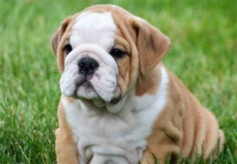 5 Best Bulldog Breeders in the UK!