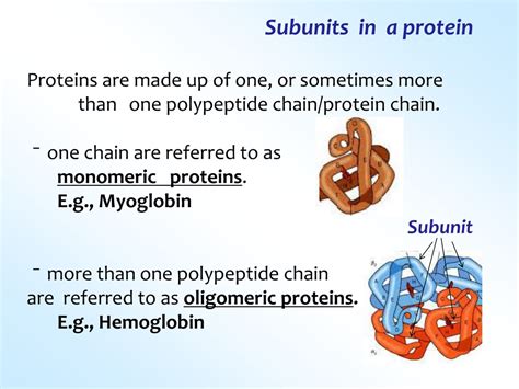 PPT - CHEMISTRY OF PEPTIDES AND PROTEINS PowerPoint Presentation, free download - ID:917289