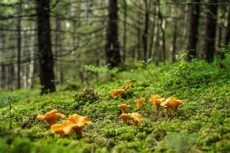 Oregon Mushroom Hunting Guide: Where, When, and How to Go