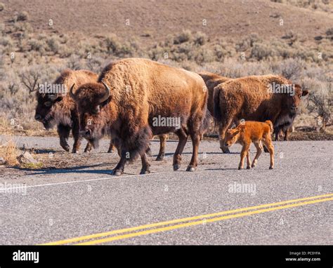 American Bison or Buffalo with calf in Yellowstone National Park Stock ...