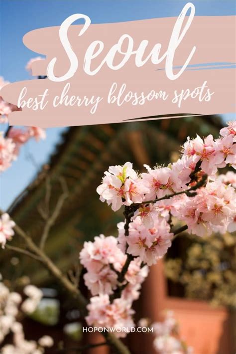 Where to See Cherry Blossoms in Seoul • Hoponworld