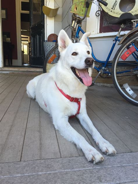 White German Shepherd Husky Mix Puppies - Pets Lovers