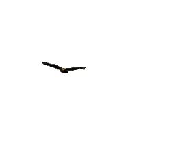 Eagle flying flapping wings landing bird animation gif animated | Animated gif, Animation, Gif