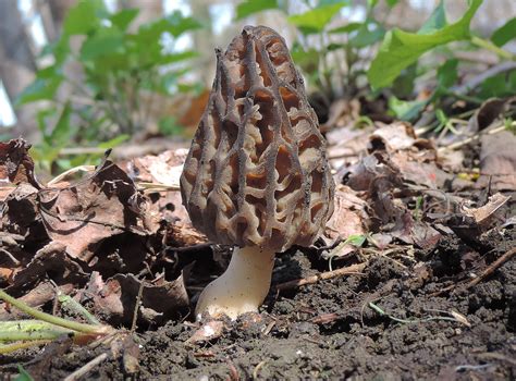 Early Season Scouting For Morel Mushrooms - Learn Your Land