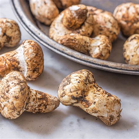 Matsutake or Pine Mushrooms: Identification, Harvesting and Cooking