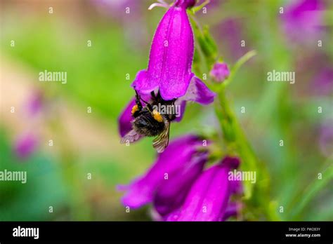 Honey bee with pollen on legs Stock Photo - Alamy