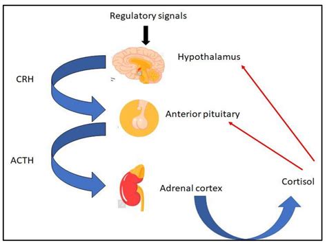 IJMS | Free Full-Text | Pituitary–Adrenal Responses and Glucocorticoid Receptor Expression in ...