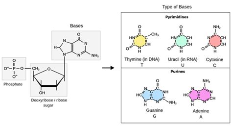 Nucleotide Molecule Structure