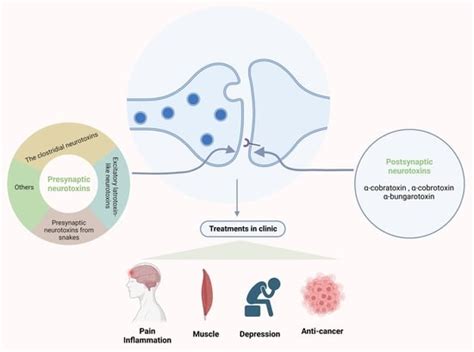 Toxins | Free Full-Text | Neurotoxins Acting at Synaptic Sites: A Brief ...