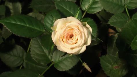 Rose Bloom Time-Lapse - Stock Video | Motion Array