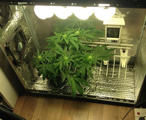 Worldwide Indoor Marijuana Grow Guide | The Best and Easy Way - Denver ...