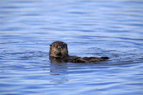 9 Amazing Facts About River Otters