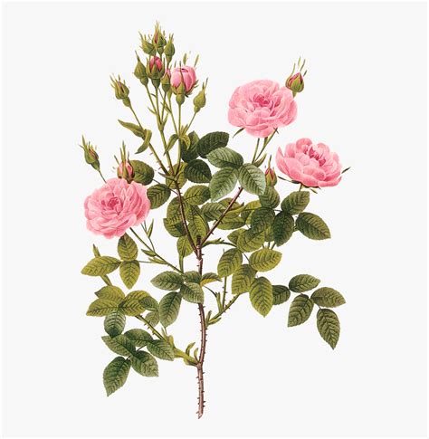 Rose Botanical Illustration, HD Png Download , Transparent Png Image ...