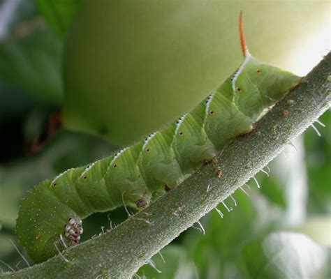 Tomato or Tobacco Hornworm - Ontario CropIPM