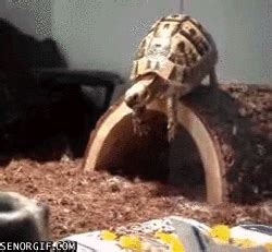 Turtle Falling GIF by Cheezburger - Find & Share on GIPHY