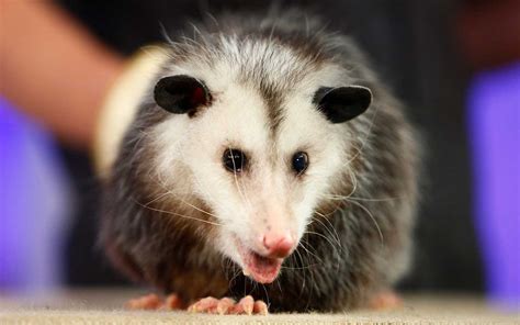 Man Sneaks Pet Opossum on JetBlue Flight — and Almost Gets Away With It | Travel + Leisure