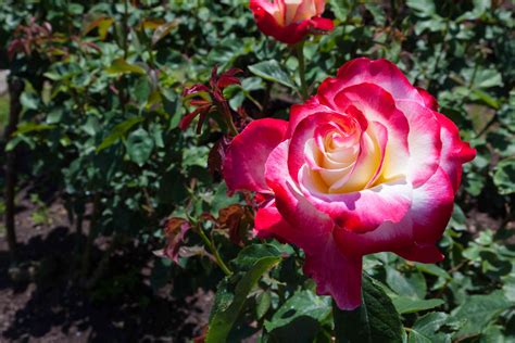 10 Types of Fragrant Roses to Grow