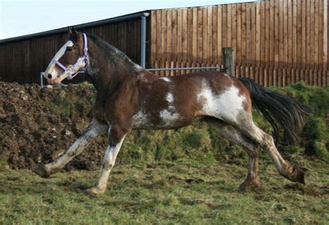 Clydesdale horses, Horses, Horse breeds