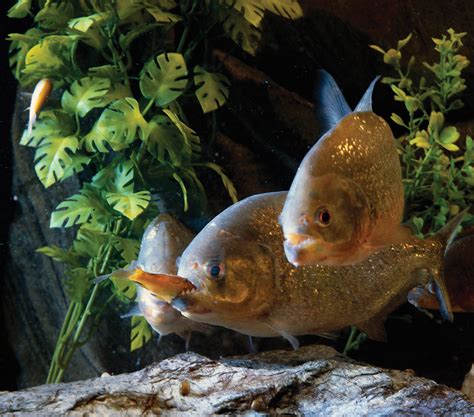 piranha | Description, Size, Diet, Habitat, & Facts | Britannica.com