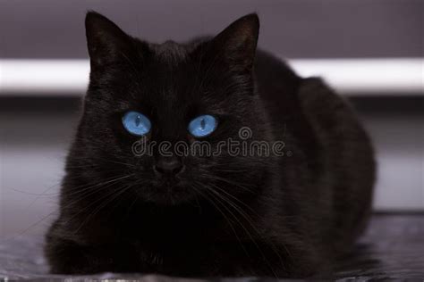 Cartas credenciales Residente fotografía gato negro ojos azules precio Delgado apasionado evitar