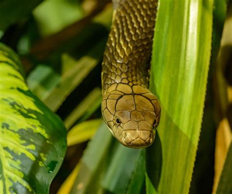 The Beautiful World of Snake Plants: Care Tips