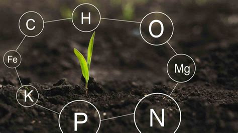 The essential role of the macro nutrients in the plants