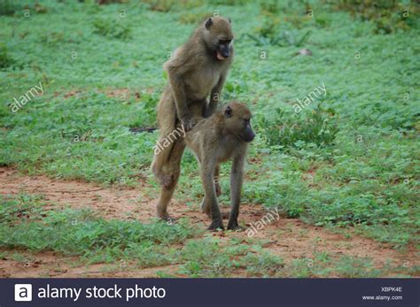 Baboon Mating Stock Photos & Baboon Mating Stock Images - Alamy