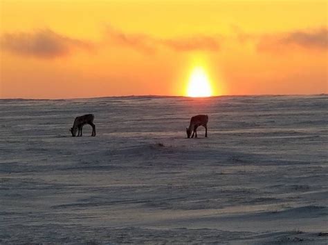 Pin on Barrow Alaska