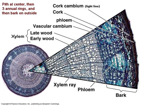 Bark & Cork - Cliff Lamere | Plant science, Biology lessons, Teaching plants