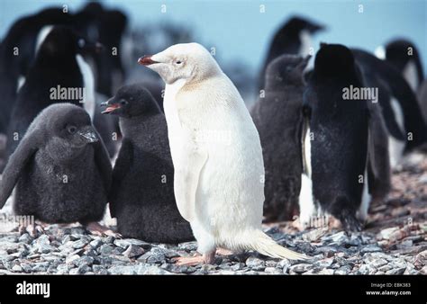 adelie penguin (Pygoscelis adeliae), albino, standing, Antarctica ...