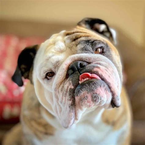 Reuben the Bulldog - Bio, Birthday, Age, Video | Cameo