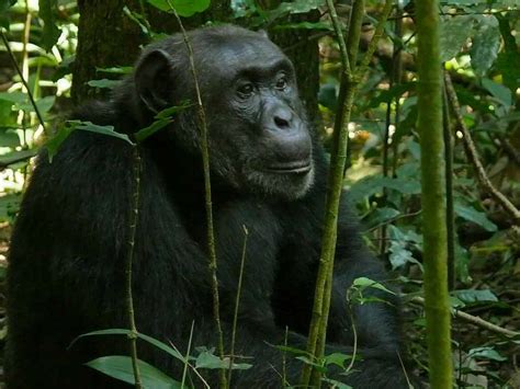 Eastern Chimpanzee - Profile | Traits | Facts | Habitat | Diet - Primates Park