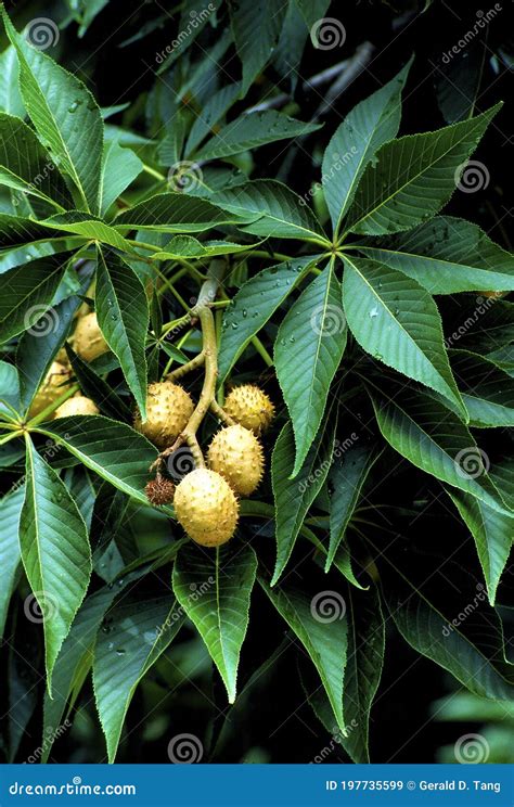 Ohio Buckeye Fruits 48925 stock image. Image of buckeye - 197735599