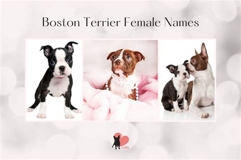 Boston Terrier Names and How to Name or Rename Your Dog