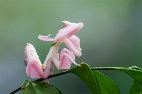 Premium Photo | Beautiful pink orchid mantis on flower with isolated background