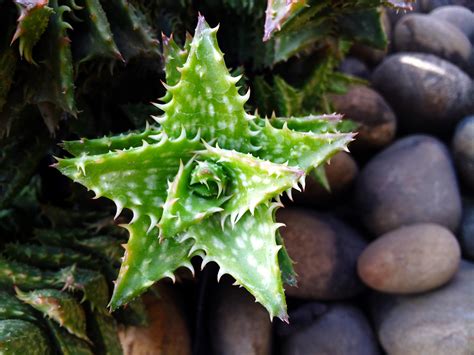 Fotos gratis : cactus, estrella, hoja, flor, verde, Produce, botánica, jardín, flora, Fotografía ...