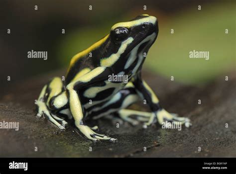 Ranas venenosas en colombia fotografías e imágenes de alta resolución ...