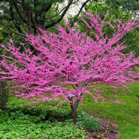 How to Grow Redbud Trees - Watters Garden Center