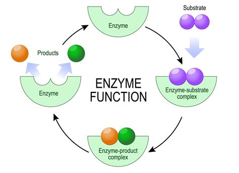 Enzymy: budowa, funkcje, działanie - PoradnikZdrowie.pl