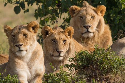 Lions Family Portrait | Family picture of three lions. Taken… | Flickr