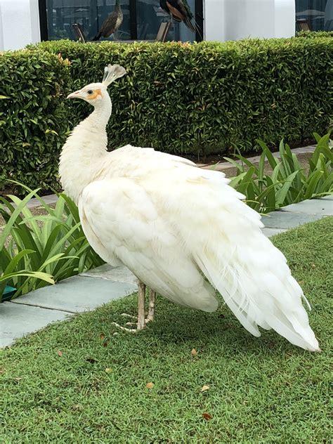 An albino peacock strutting around our resort in Singapore. His more ...