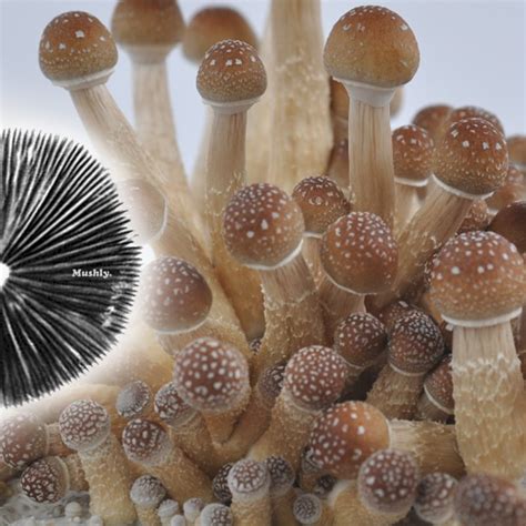 Golden Teacher Spore Print | Premium Magic Mushroom Spores