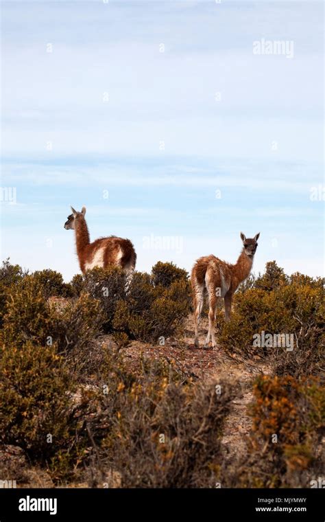 Mother and young, Guanacos. Patagonia Stock Photo - Alamy