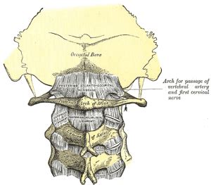 Atlanto-occipital joint - Physiopedia