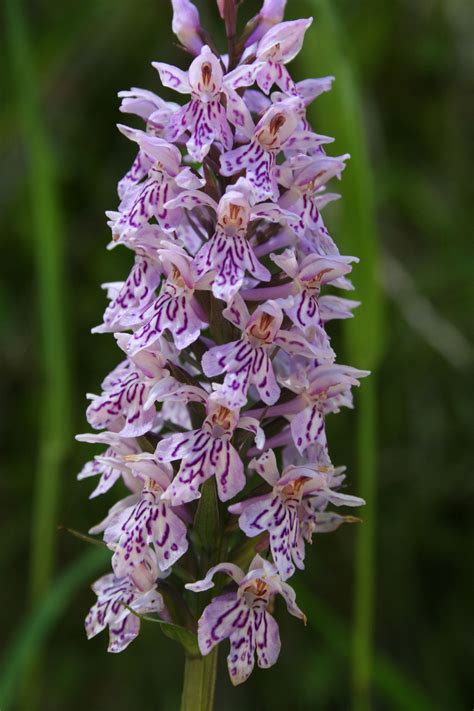 Wild Orchid, Dolomites