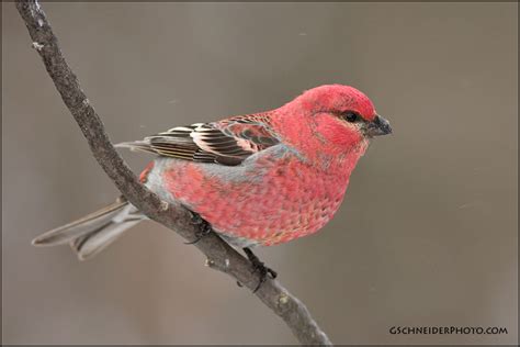 Photo :: Pine Grosbeak male