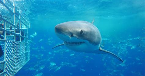 Shark Cage Diving With Calypso Star Charters | RTW Backpackers
